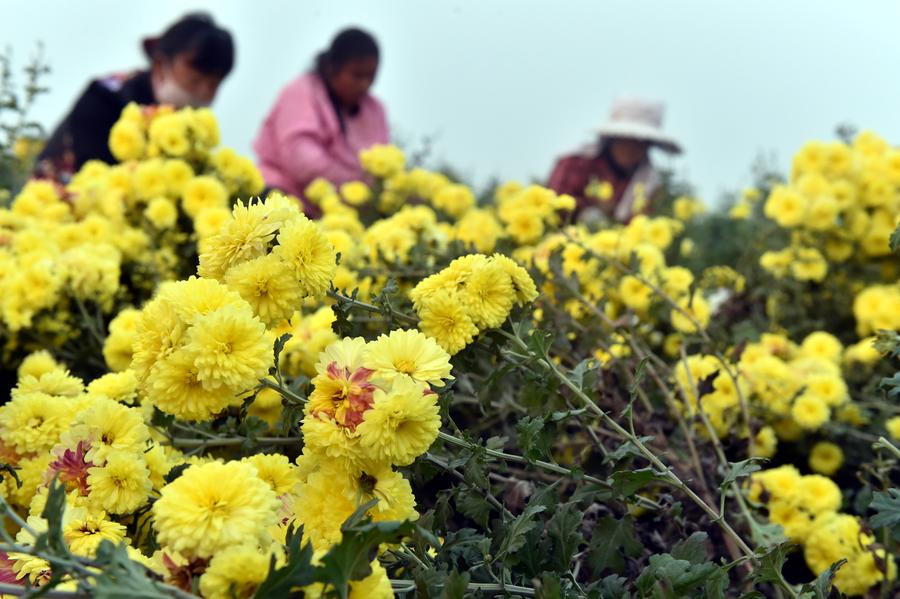 Chrysanthemums harvested in C China's Henan