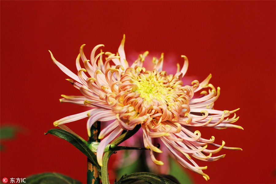 10,000 chrysanthemums blossom in Beijing park