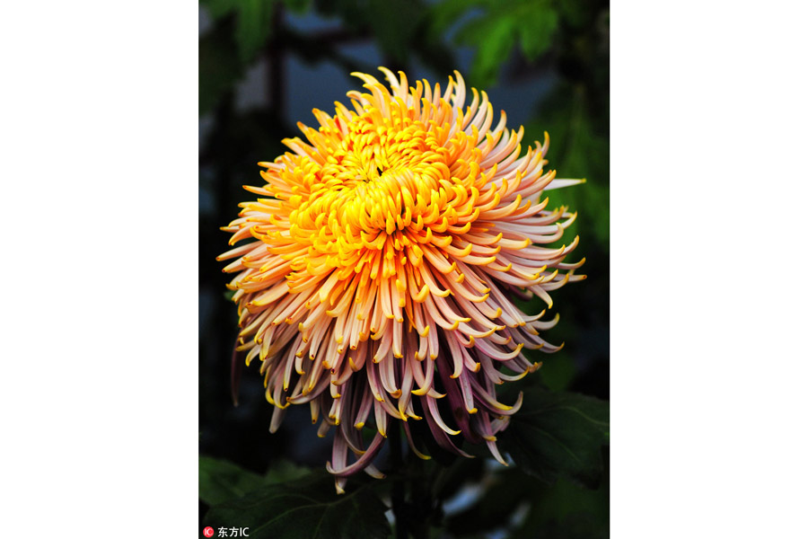 10,000 chrysanthemums blossom in Beijing park