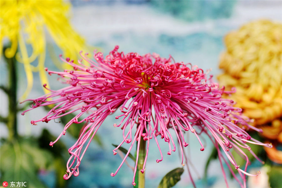 10,000 chrysanthemums blossom in Beijing park