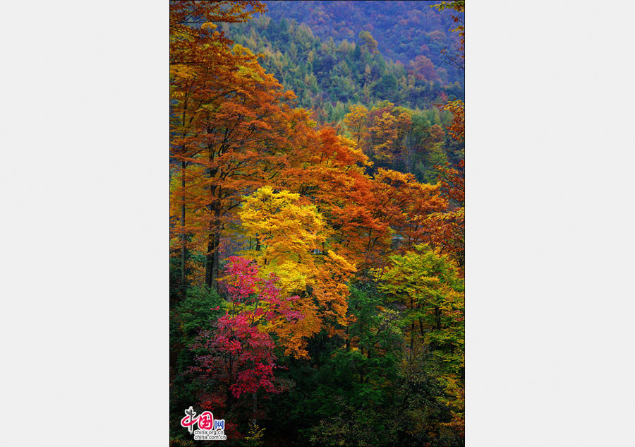 Autumn scenery of Guangwu Mountain in SW China