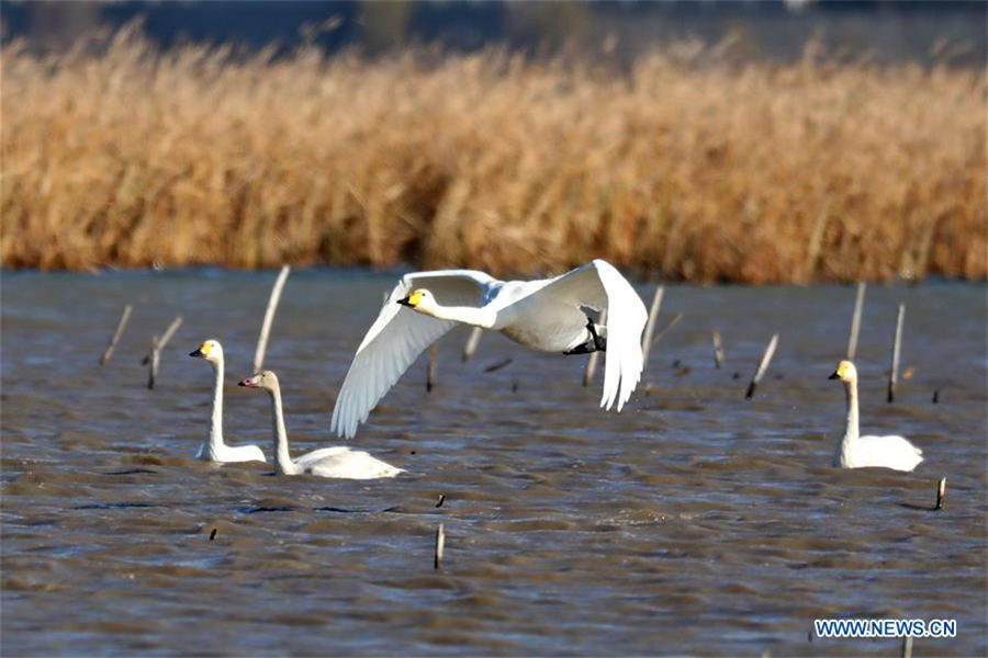 Swans spend winter in N China's Hebei