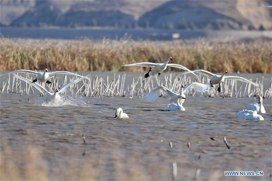 Swans spend winter in N China's Hebei