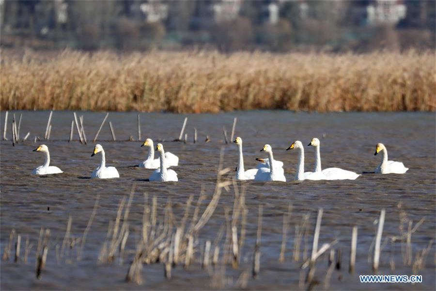 Swans spend winter in N China's Hebei