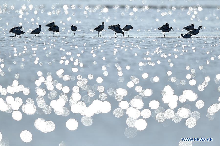 Thousands of migrant birds gather at wetland for rest in Tianjin