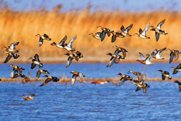 2017 Tianjin Binhai Bird Watching Festival focuses on wetlands conservation