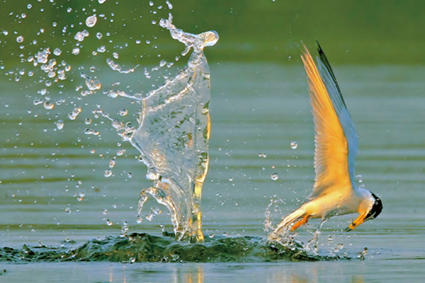 2017 Tianjin Binhai Bird Watching Festival focuses on wetlands conservation