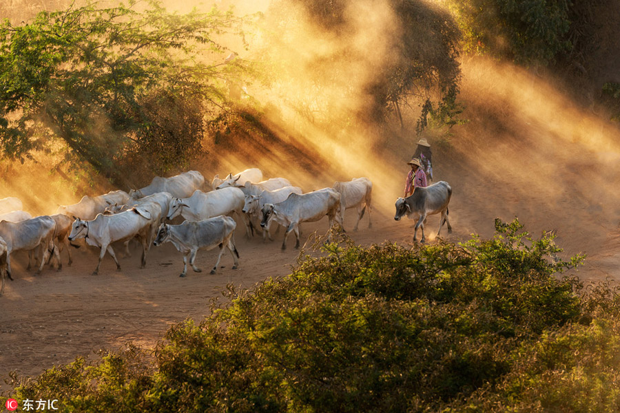 Amazing sunset scenery featuring herdsmen and animals