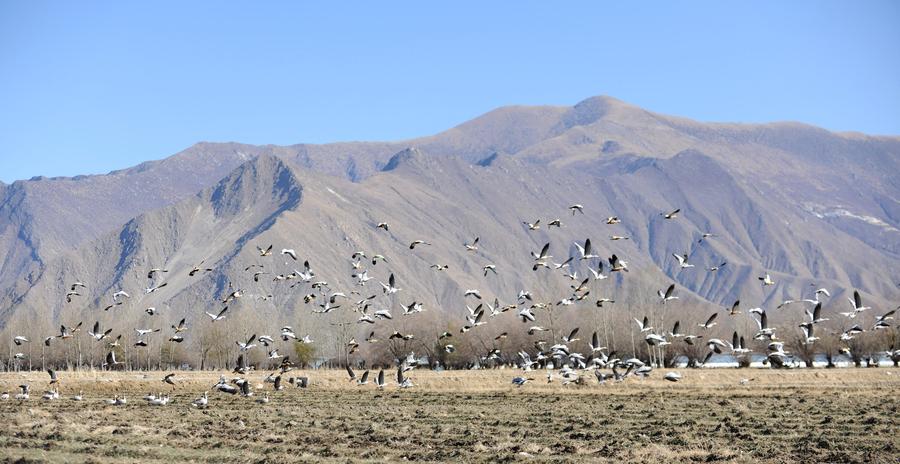 Bar-headed geese spend winter in SW China's Lhasa river valley