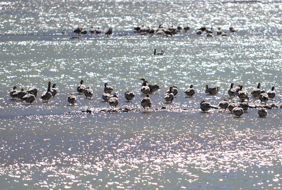 Bar-headed geese spend winter in SW China's Lhasa river valley