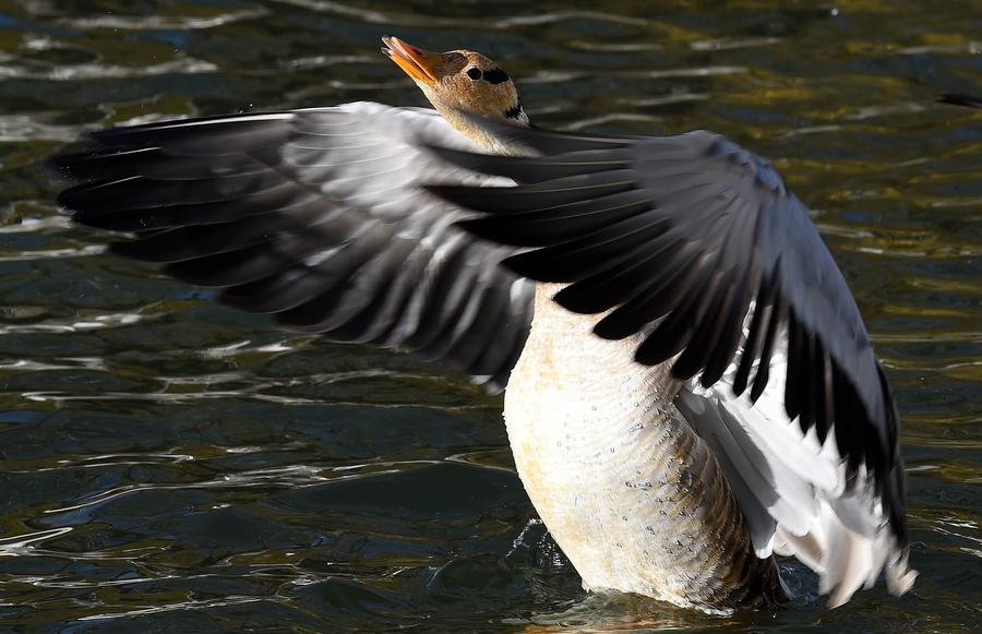 Bar-headed geese spend winter in SW China's Lhasa river valley