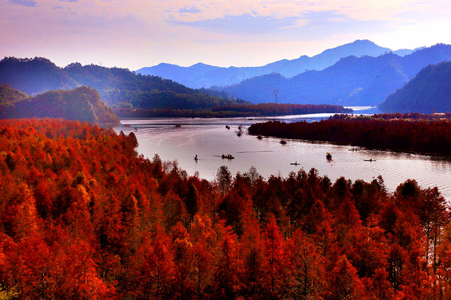 Redwood forest in Anhui shimmers under winter sunlight