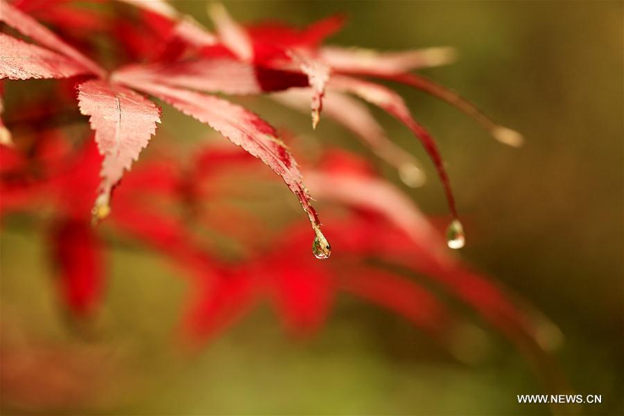 Red maple leaves decorate C China
