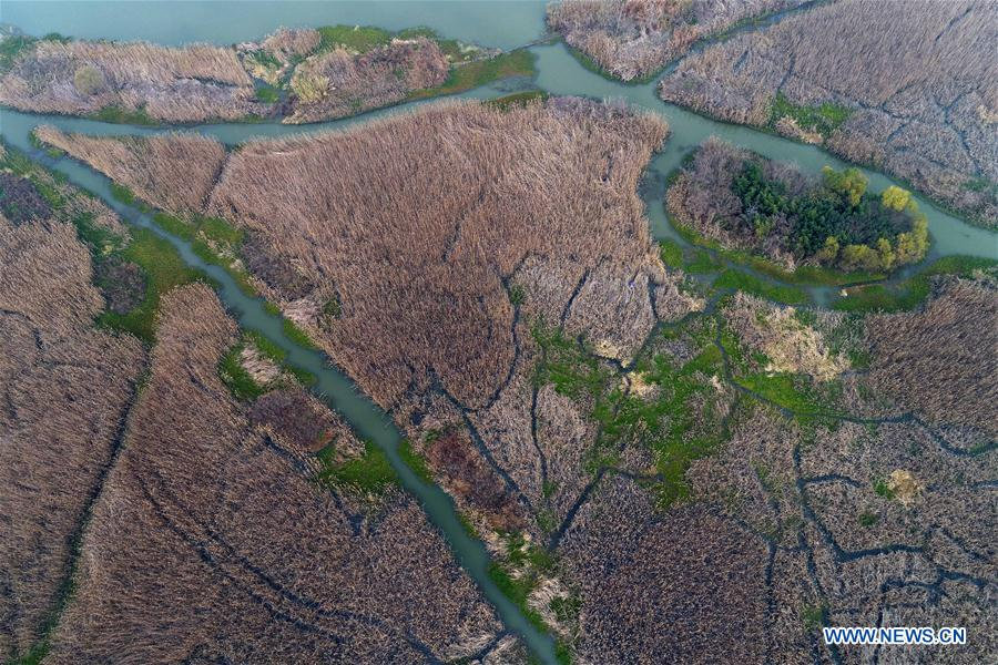 Winter scenery at wetland in E China