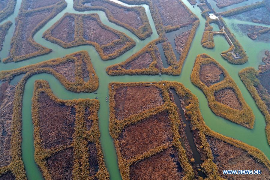 Winter scenery at wetland in E China