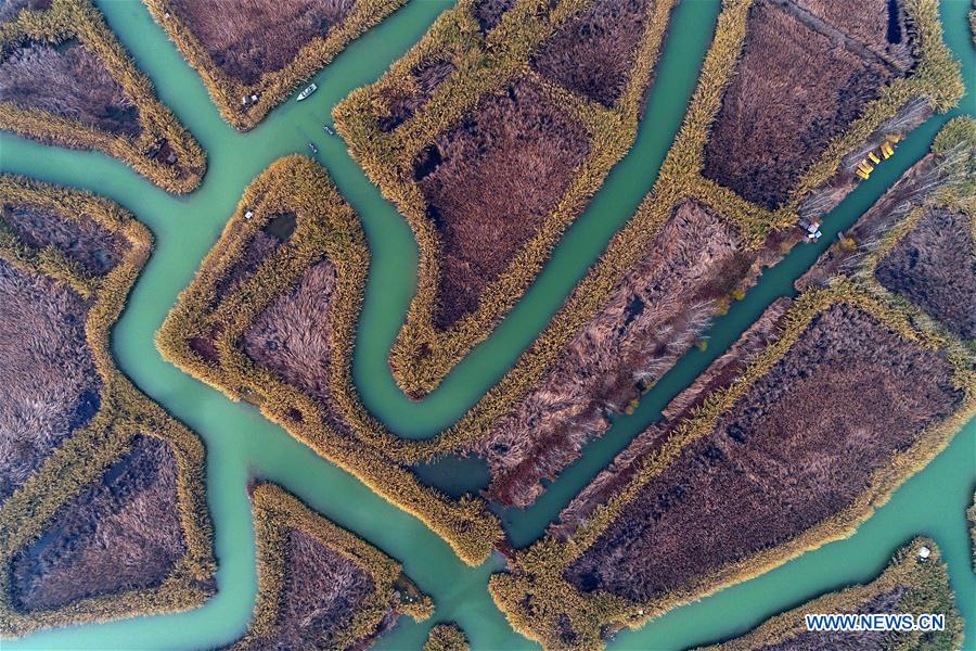 Winter scenery at wetland in E China