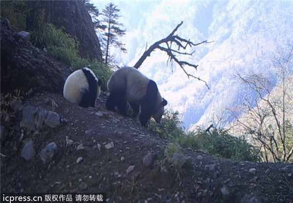Wild panda pics