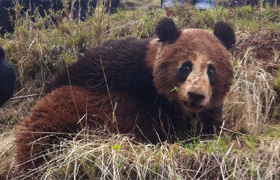 Trending: Injured wild panda