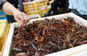 Trending: Crawfish killer