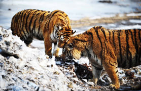 Trending: Russia seeks China's help in search for tiger