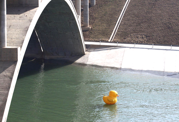 Trending: Duck plays role in water diversion documentary