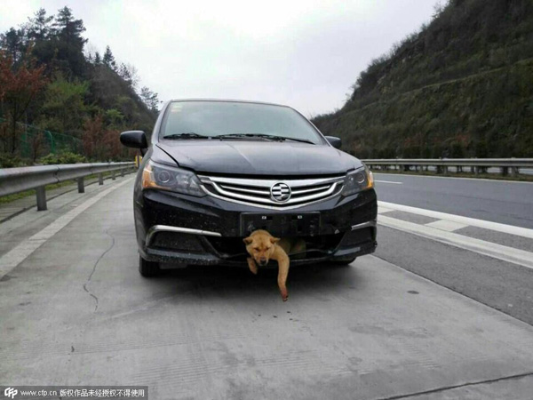 Dog survives deadly traffic accident