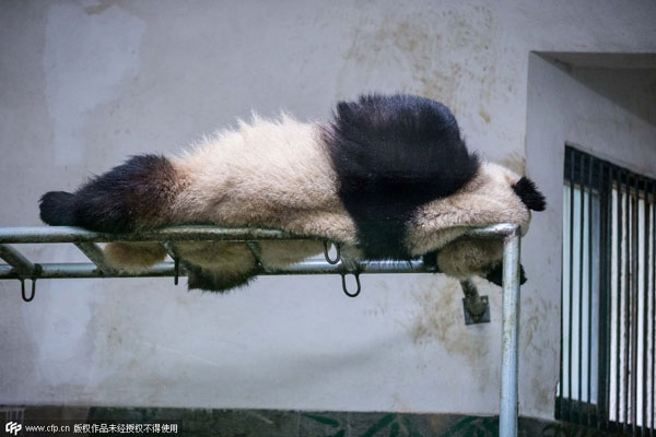 Panda's aerial nap