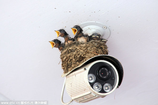 Birds sit on top of Big Brother