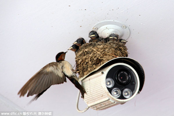 Birds sit on top of Big Brother