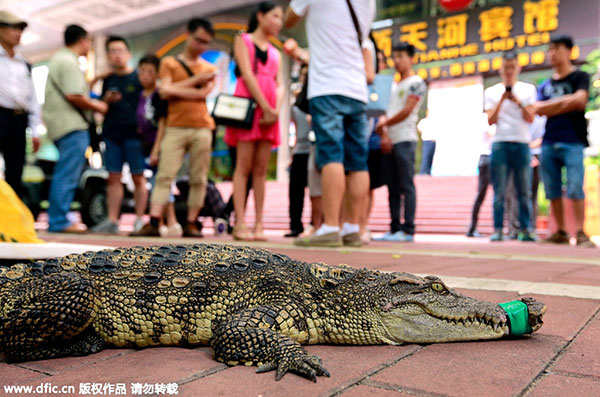 Crocodile kisses could mean a career for some job hunters