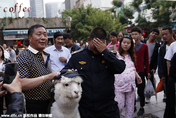 Alpaca is this man's most liquid asset