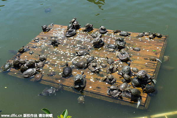Turtle takeover at temple pond