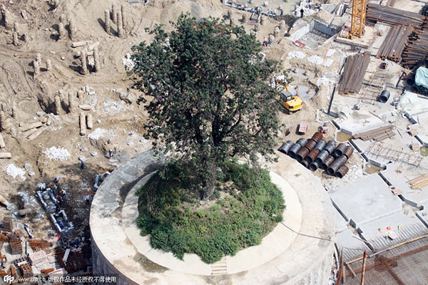 Centuries-old tree protected amidst construction