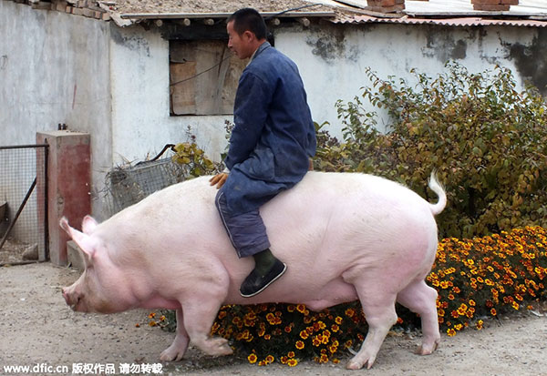 Super-fat pig escapes slaughter