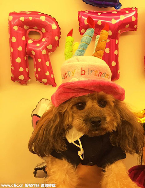 Dog lover throws a birthday party for her dog