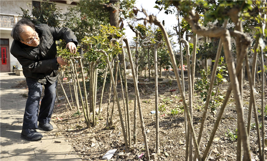 74-year-old 'trains' trees to become walking sticks