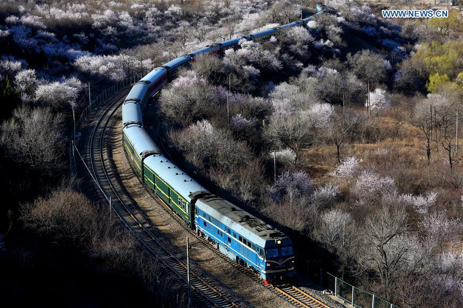 'Train to Spring' blossom paradise closed to tourists