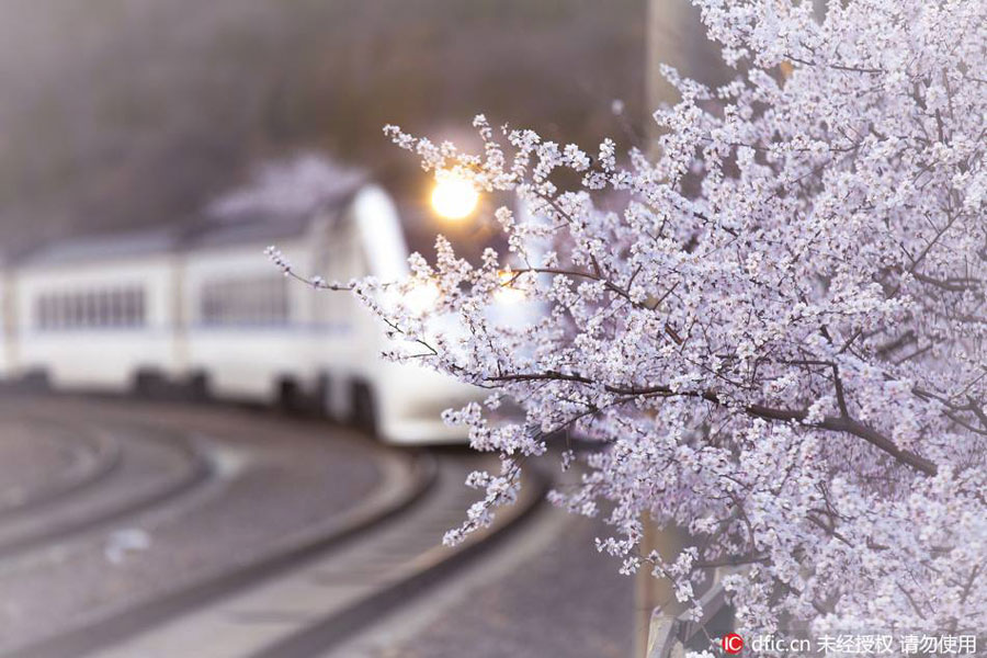 'Train to Spring' blossom paradise closed to tourists