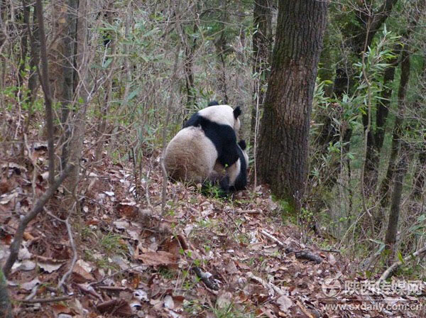 Camera catches two giant pandas' wooing and mating