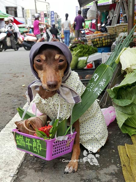 Cute dog wins heart on internet