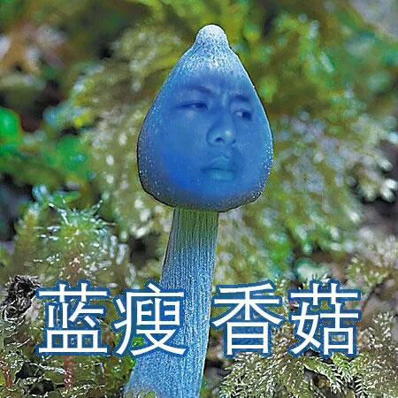 Blue mushroom is China's new internet meme