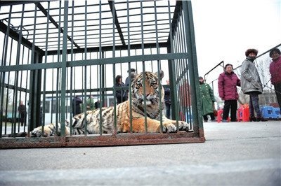 动物园出动老虎要地 称体育部门借地不还