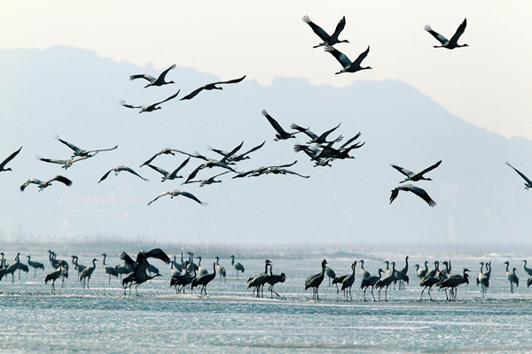 A winter home for migrating birds in Yanqing county