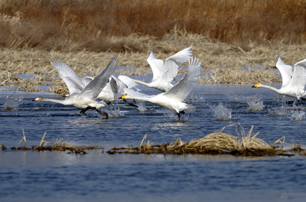 A winter home for migrating birds in Yanqing county