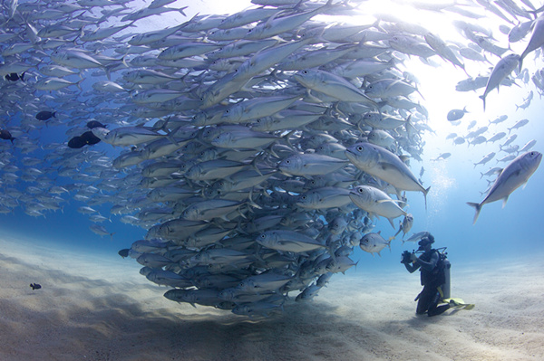 'The ocean is in trouble'