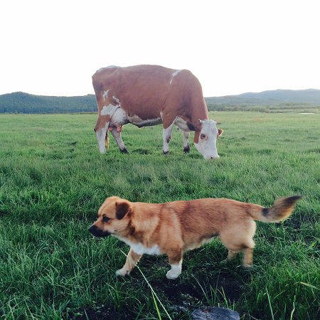 Majestic skies and indifferent cows