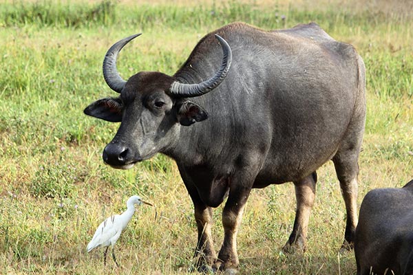 Nature comes to life on park safari