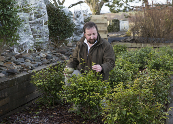 Tea in the highlands? 'mad'growers tends blooming crop