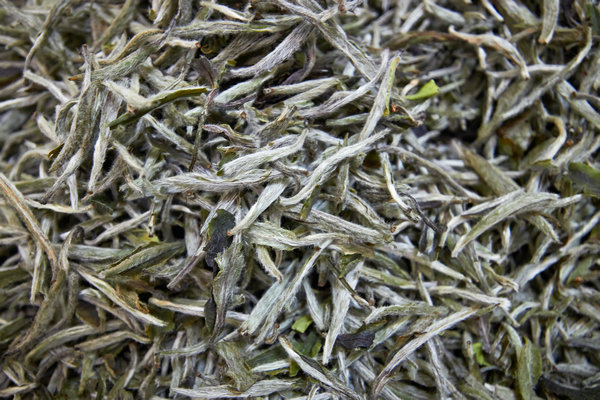 White tea believed to heal illnesses