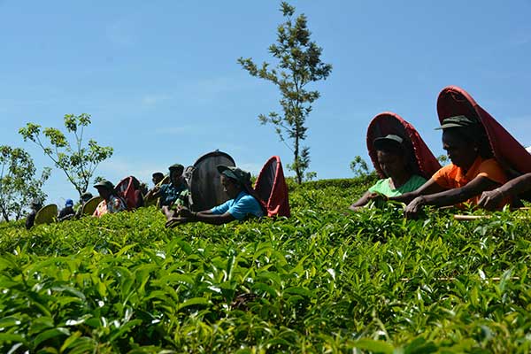 When millions of feet return, the farmers rejoice